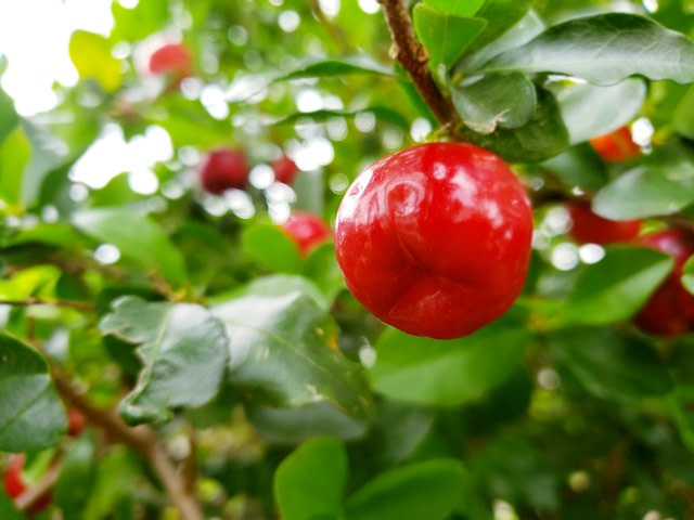 Most Effective Vitamin C Source: Acerola Cherry Fruit