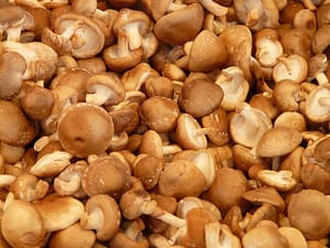 fresh shiitake mushrooms