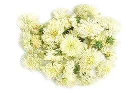 white chrysanthemum